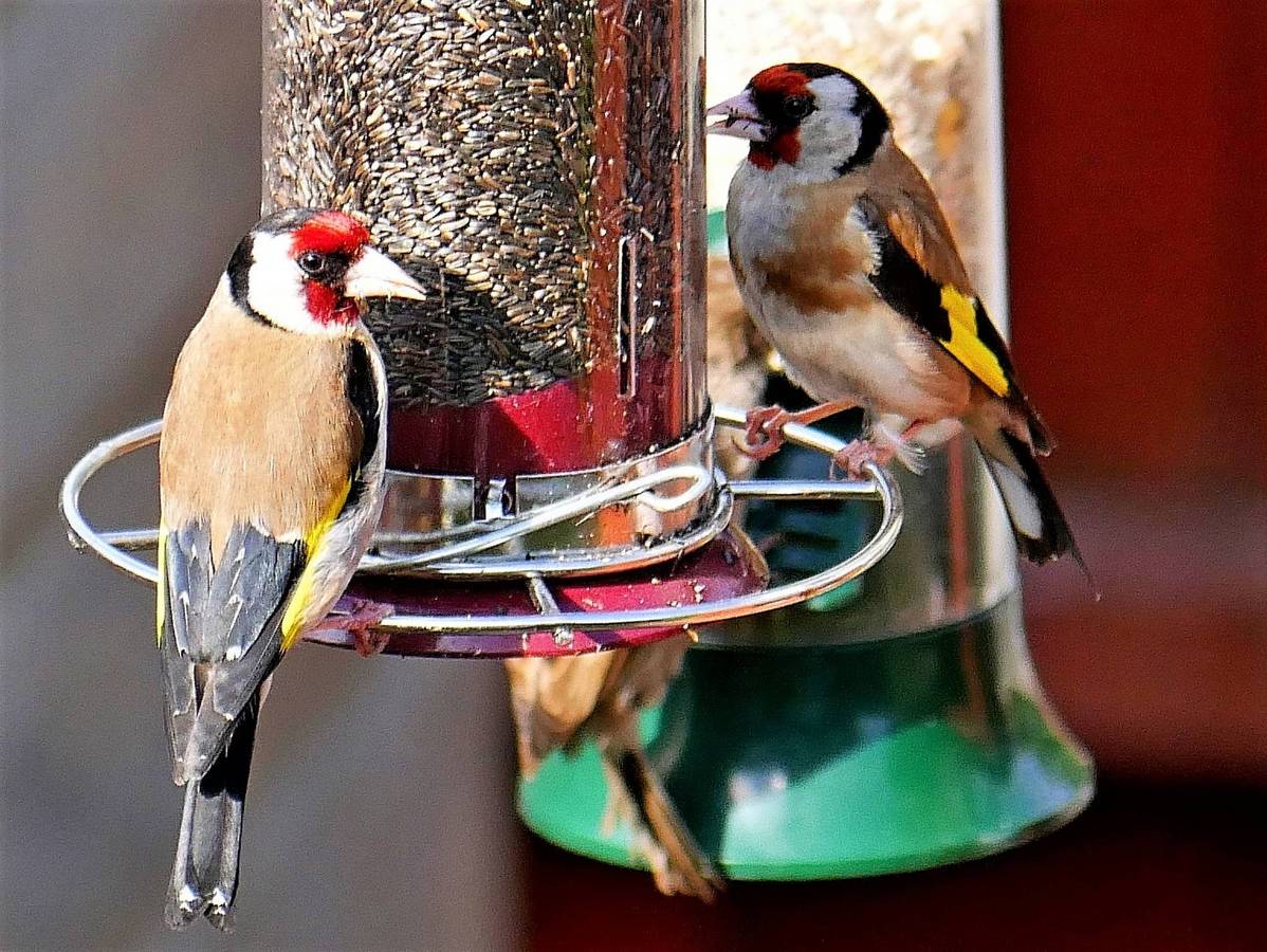 2nd.= - Dave Robinson